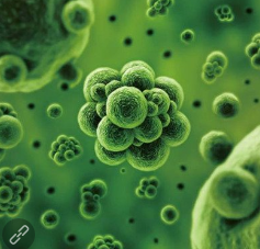 污水处理微生物菌种作用及使用注意事项
