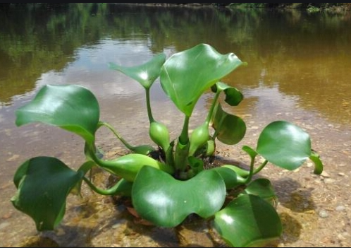 生态水处理：利用植物进行生态水水质净化的6大优点